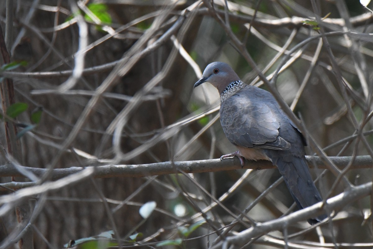 Spotted Dove - ML582778421
