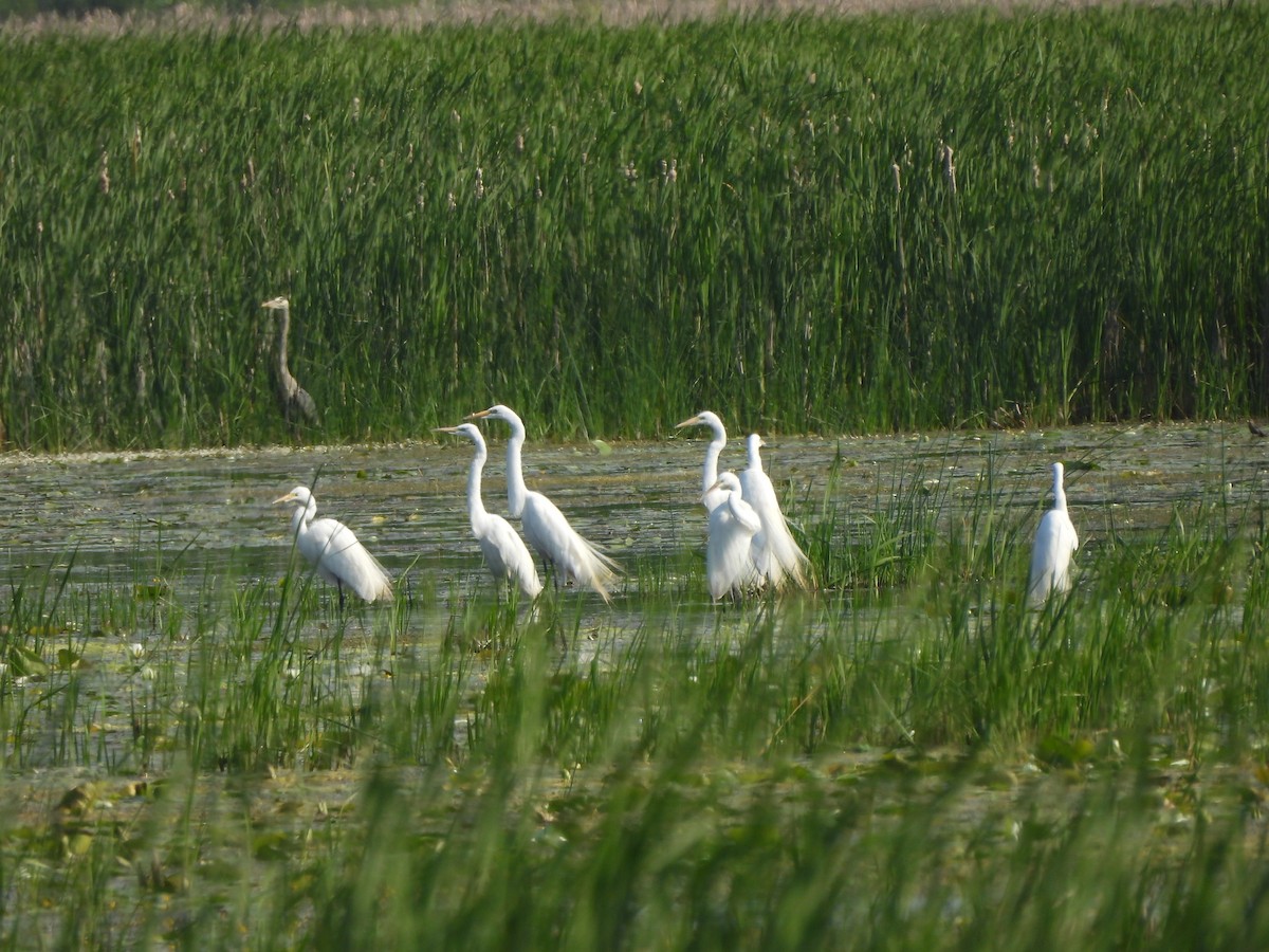 Great Egret - ML582778461