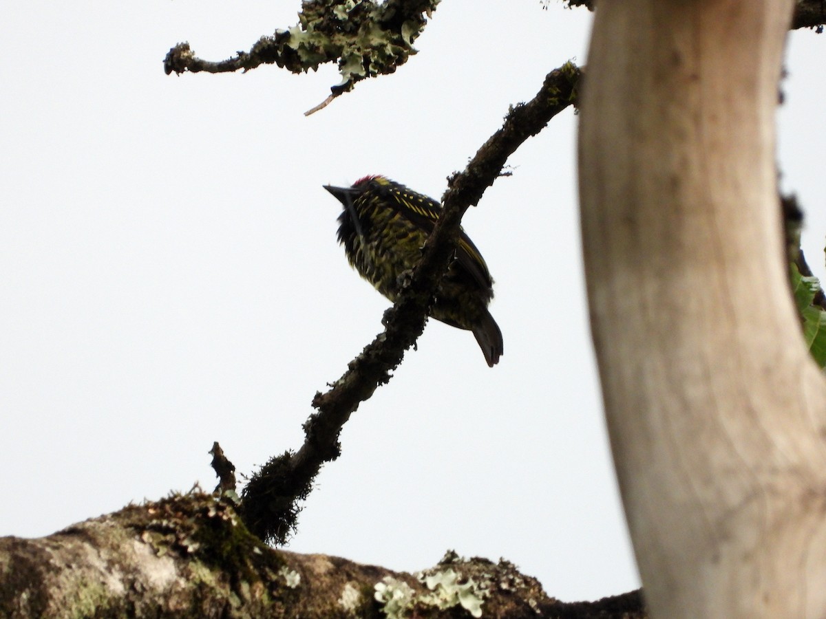 Sarı Benekli Barbet - ML582778661