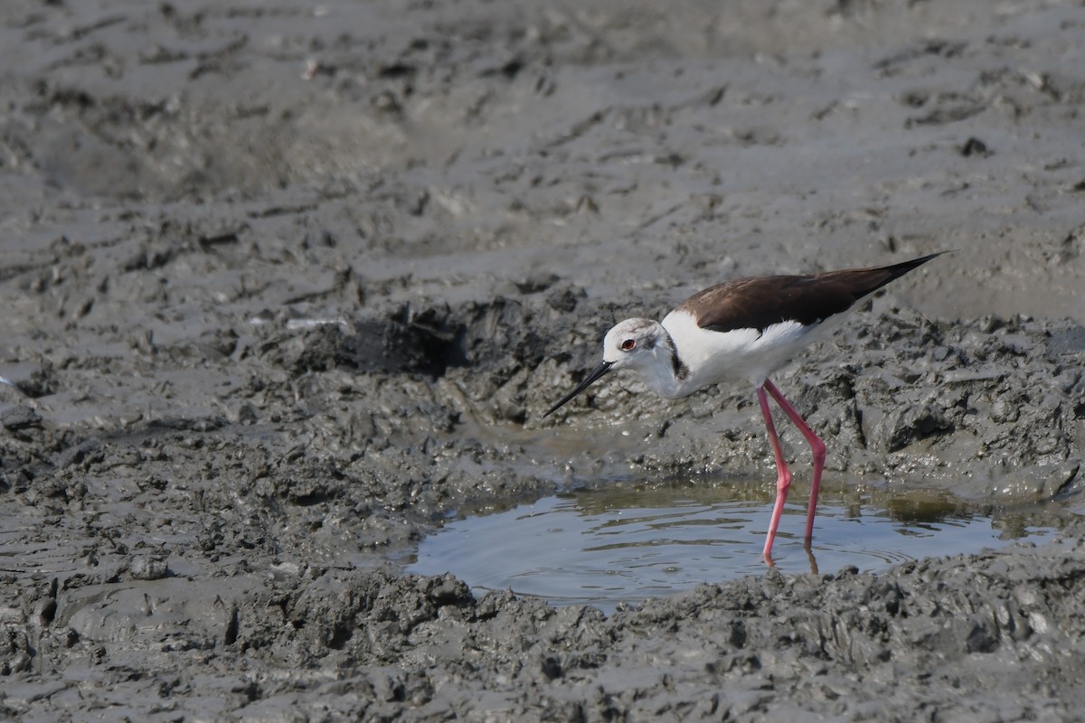 Black-winged Stilt - ML582778711