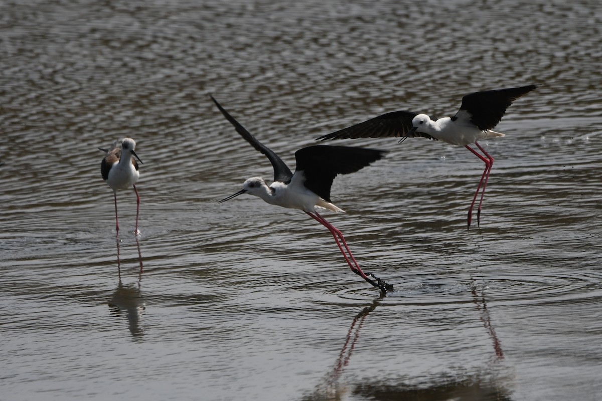 Black-winged Stilt - ML582778731