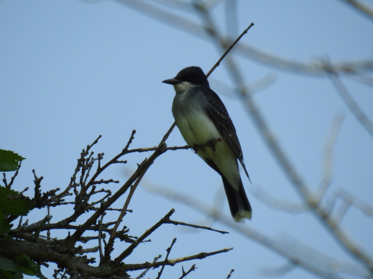 Eastern Kingbird - ML582779341