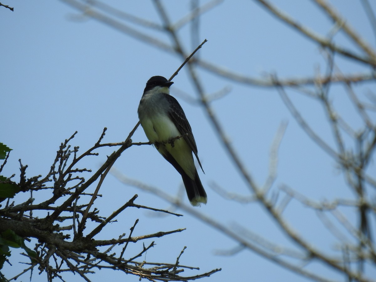 Eastern Kingbird - ML582779351