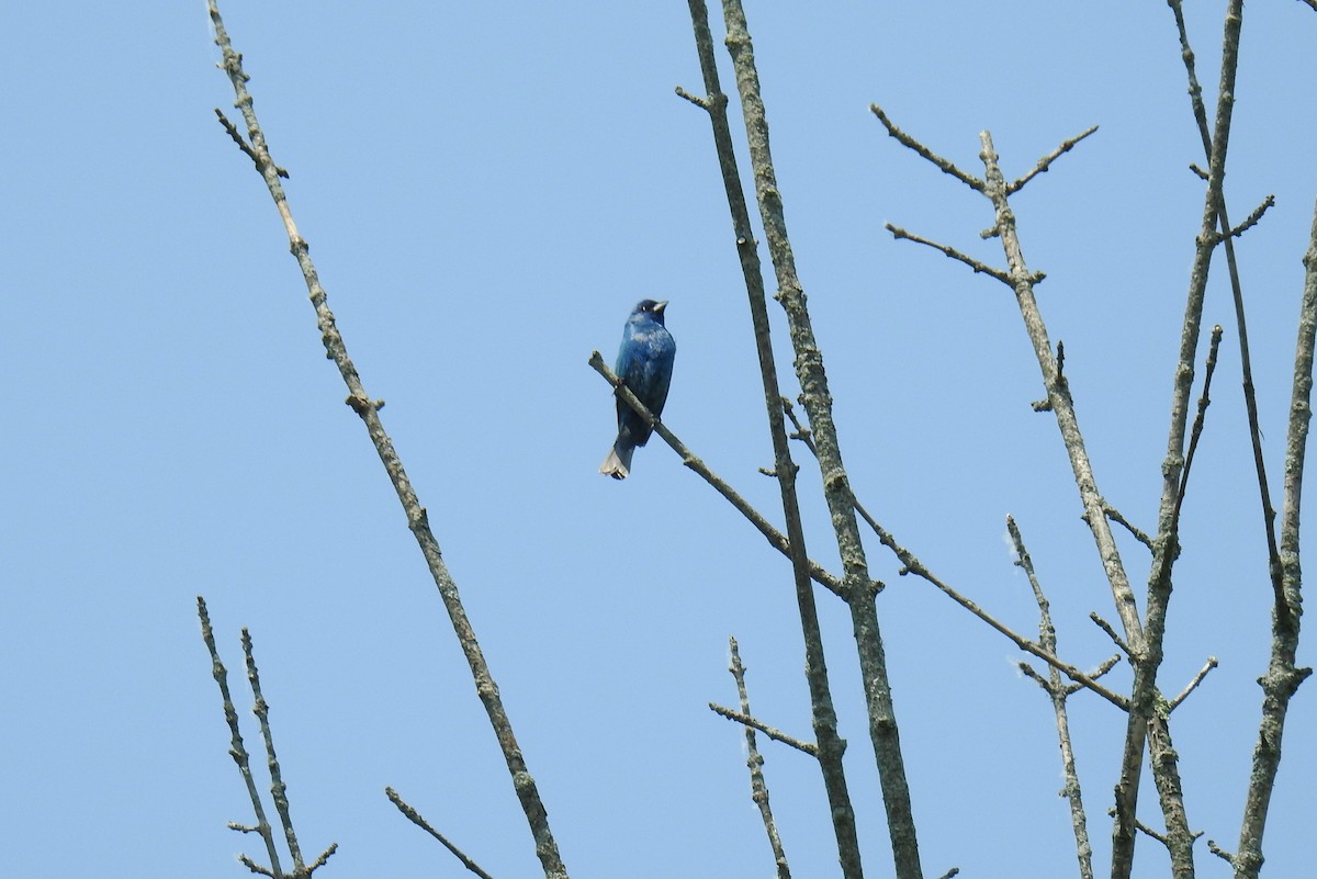 Indigo Bunting - ML582779391