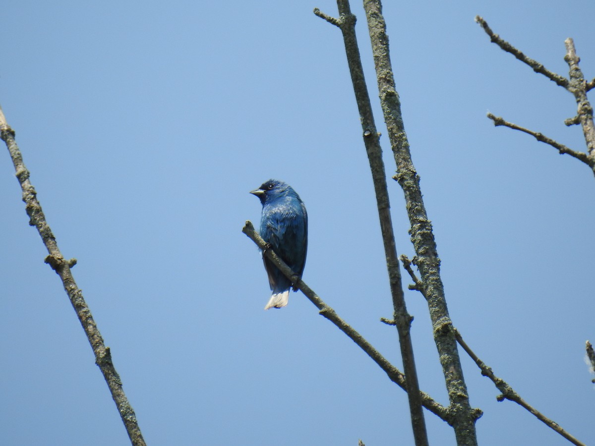 Indigo Bunting - ML582779401