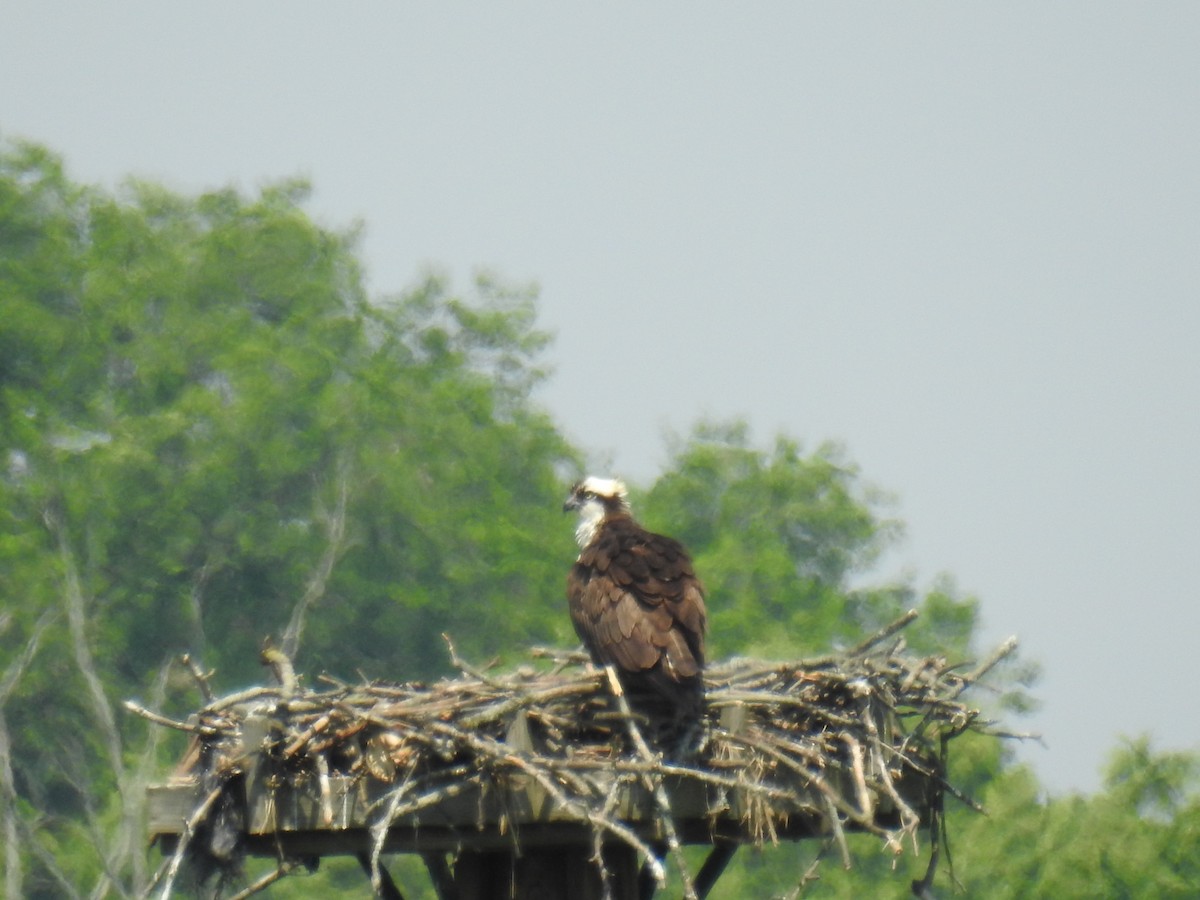 Osprey - ML582779571