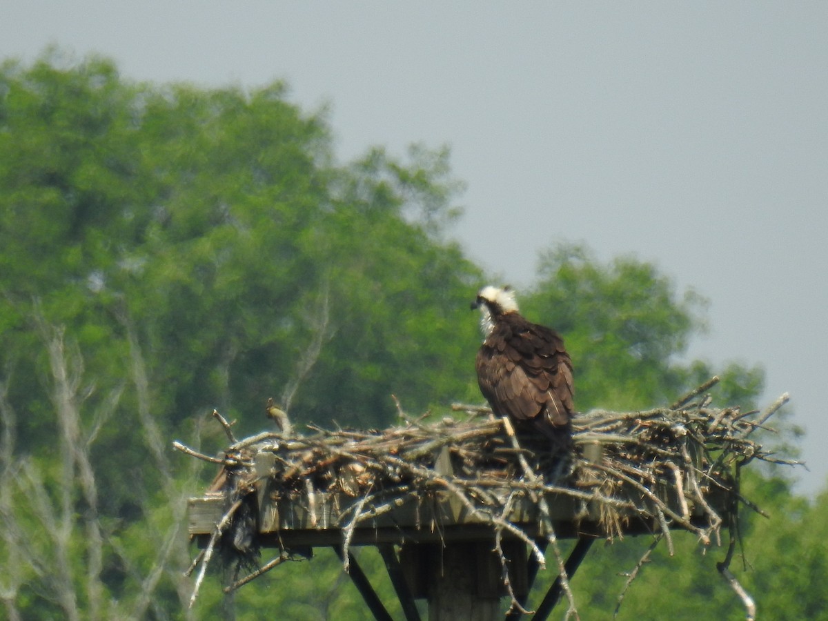 Osprey - ML582779581