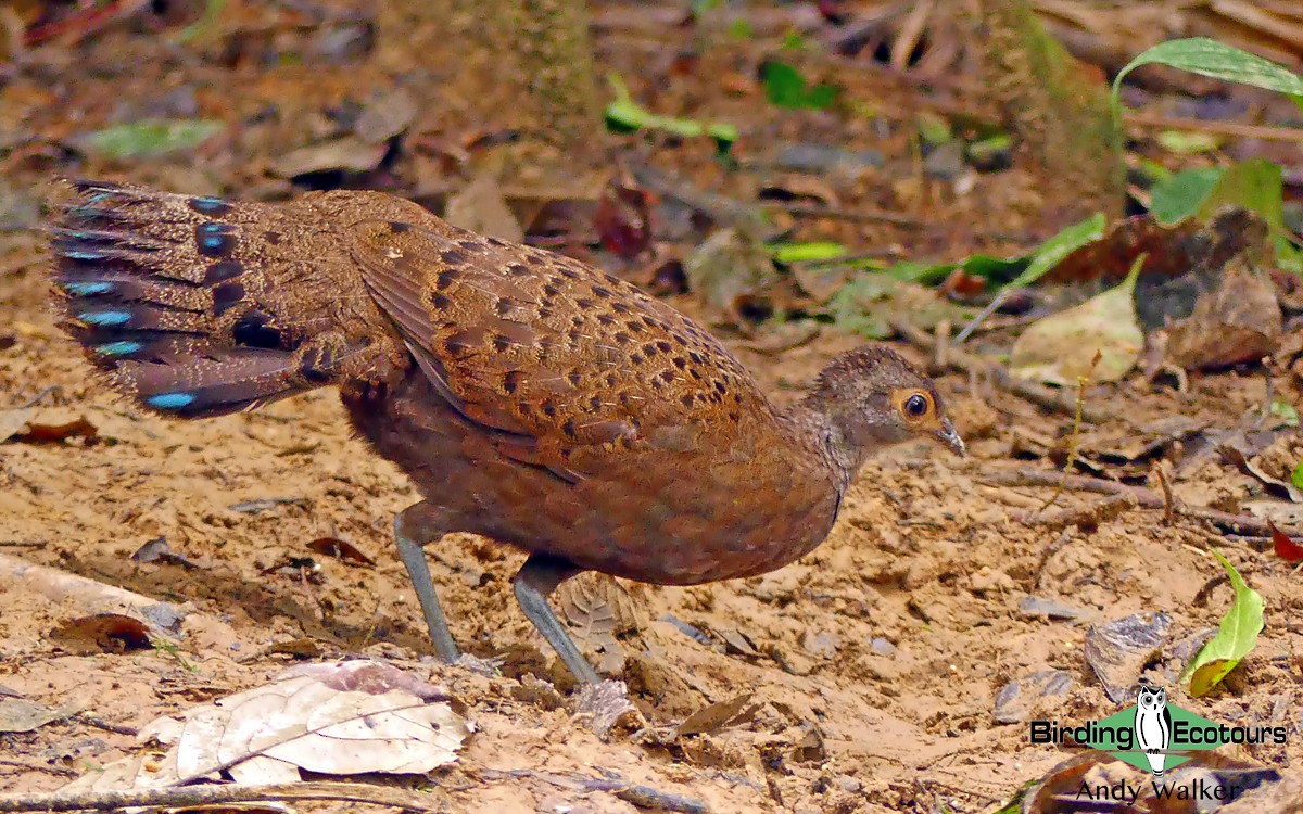 Malayan Peacock-Pheasant - Andy Walker - Birding Ecotours
