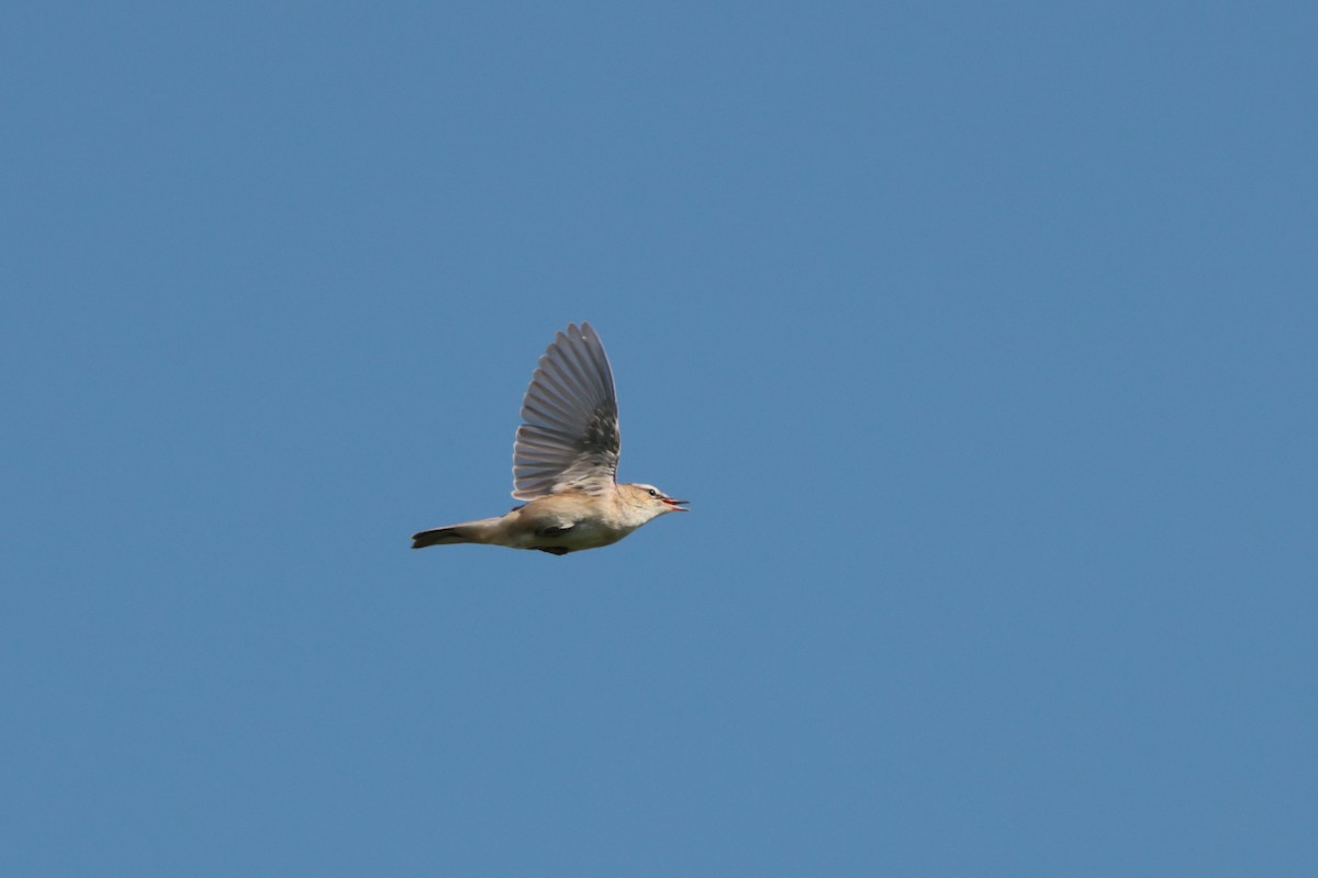 Sedge Warbler - ML582781221