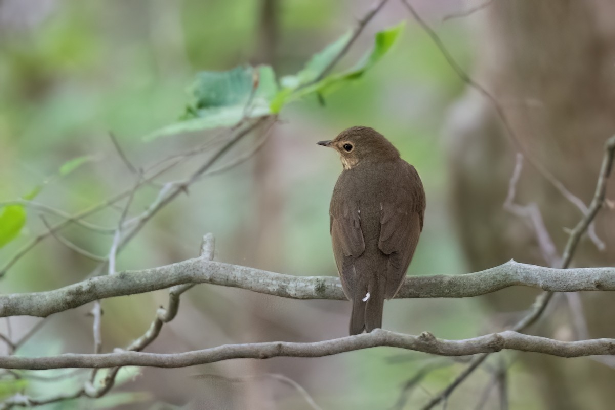 Swainson's Thrush - ML582781841