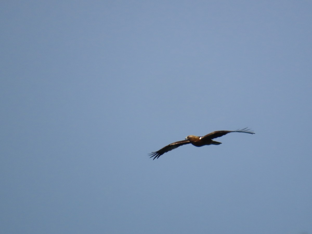 Booted Eagle - ML582781891