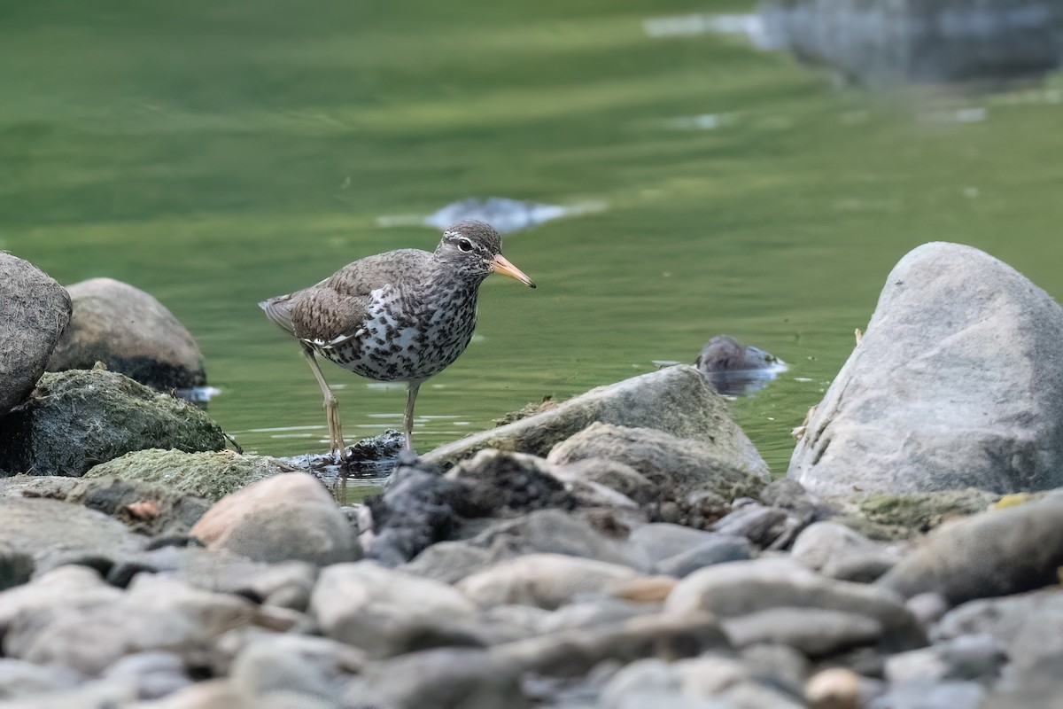 Spotted Sandpiper - ML582781961