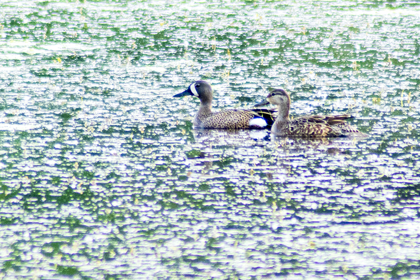 Blue-winged Teal - ML582781991