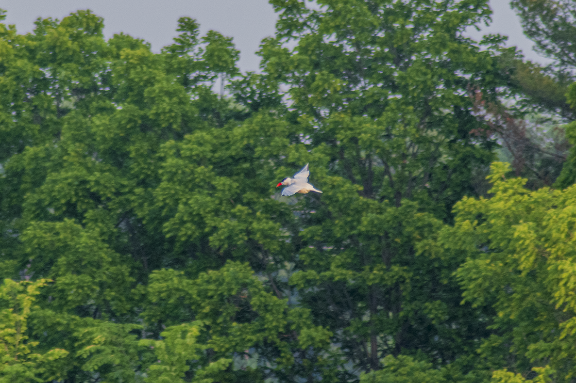 Caspian Tern - ML582782021