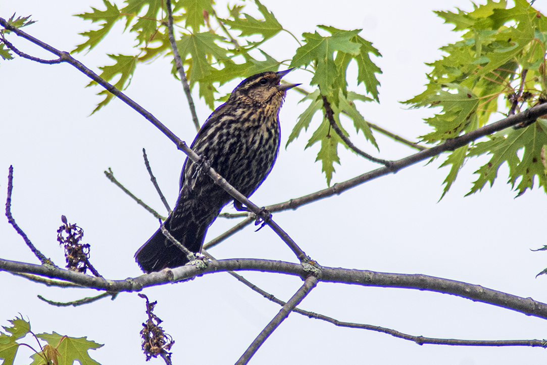 Red-winged Blackbird - ML582782061