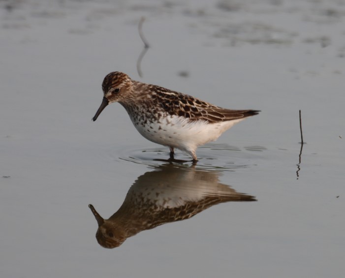 Least Sandpiper - ML582783591