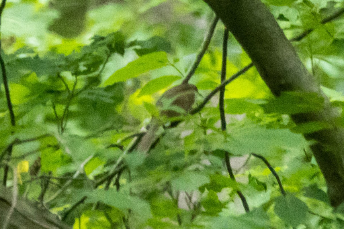 Black-billed Cuckoo - Aaron Sun