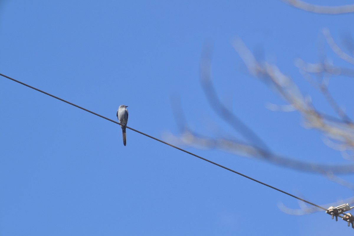 Shear-tailed Gray Tyrant - Julián Márquez