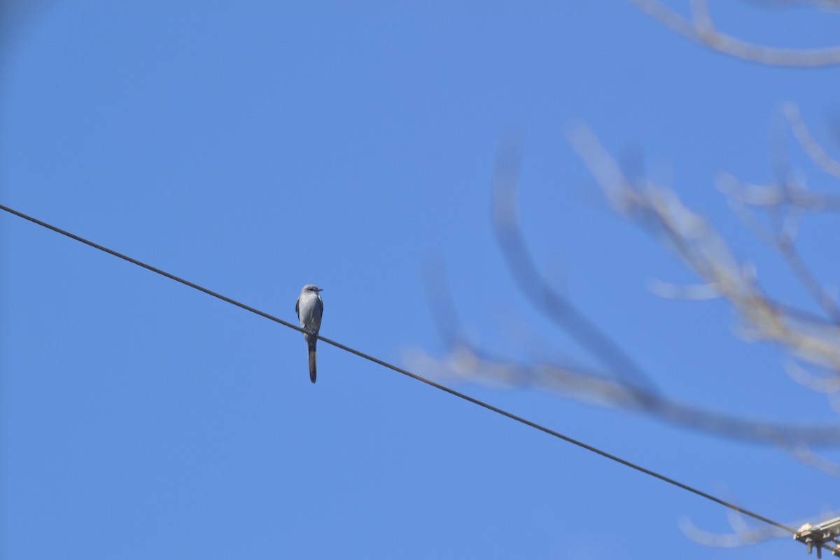 Shear-tailed Gray Tyrant - Julián Márquez