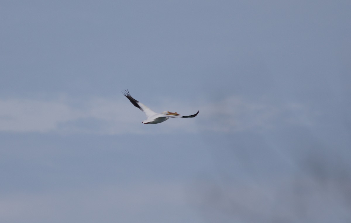 pelikán severoamerický - ML582786541