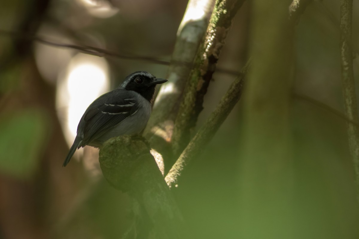 Black-faced Antbird - Alexander Schlatmann