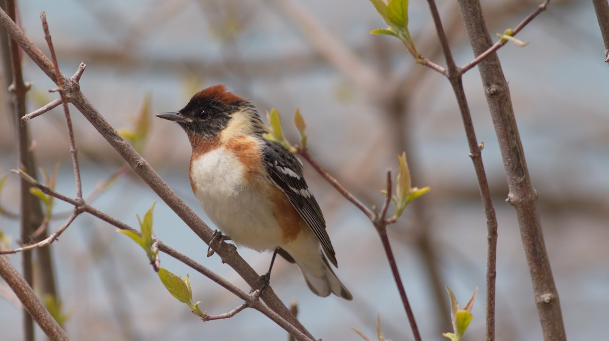 Bay-breasted Warbler - ML582787111