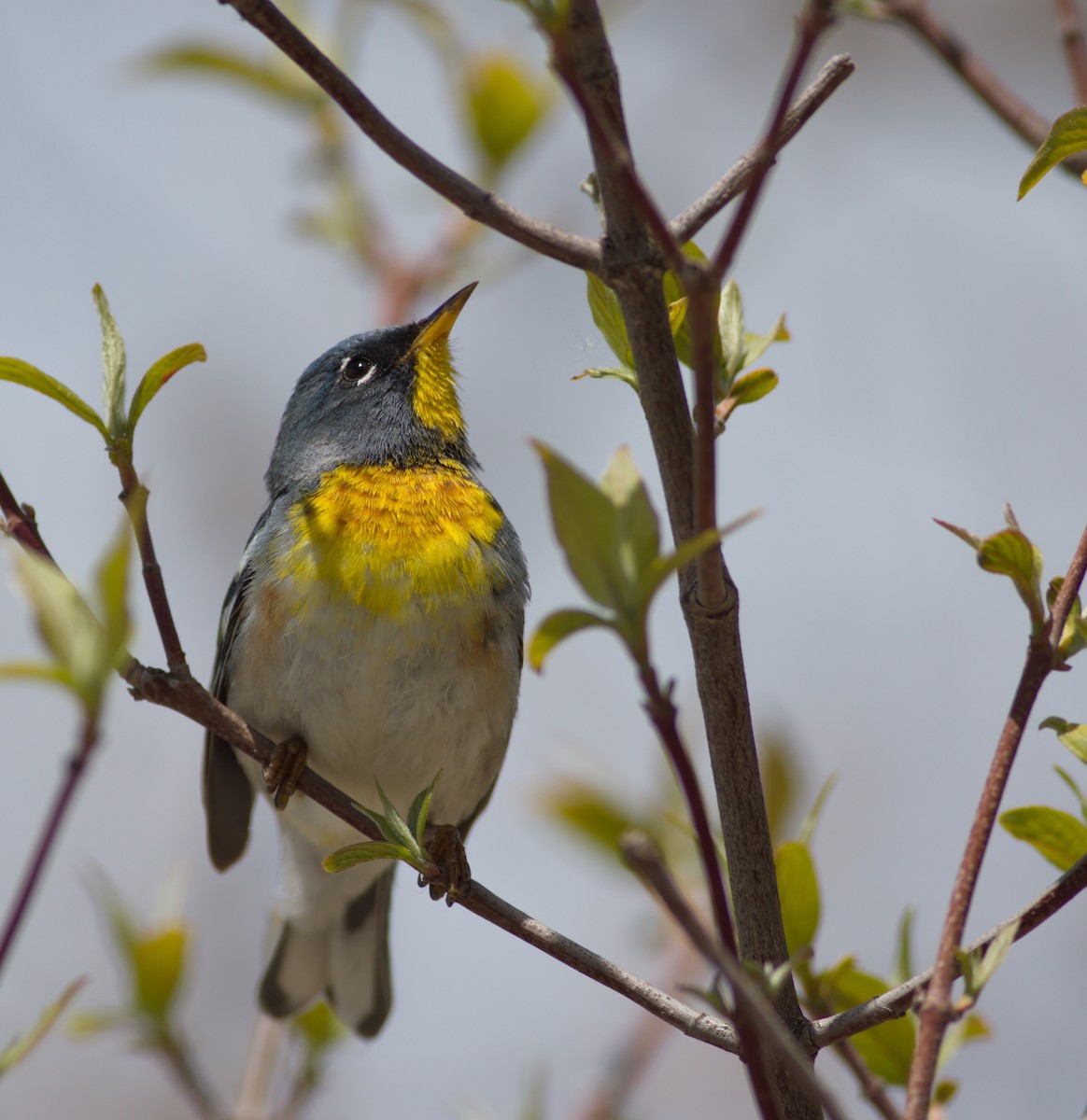 lesňáček lišejníkový - ML582787131