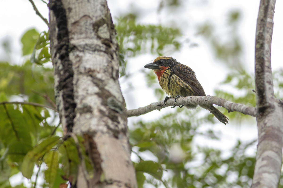 Gilded Barbet - ML582787571