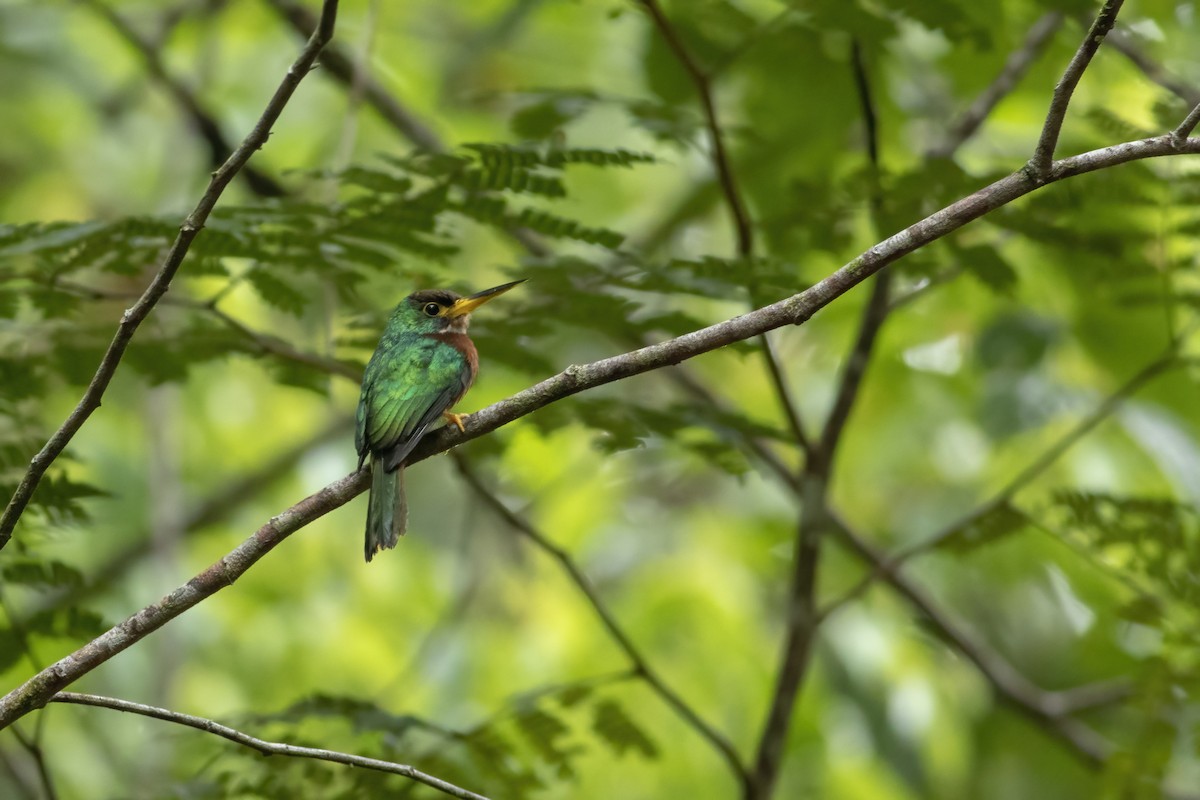 Yellow-billed Jacamar - ML582789251