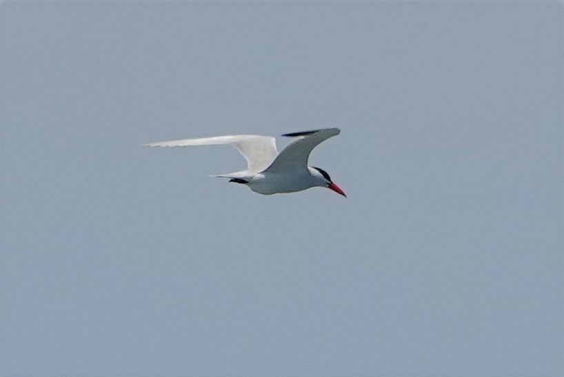 Caspian Tern - ML582789331