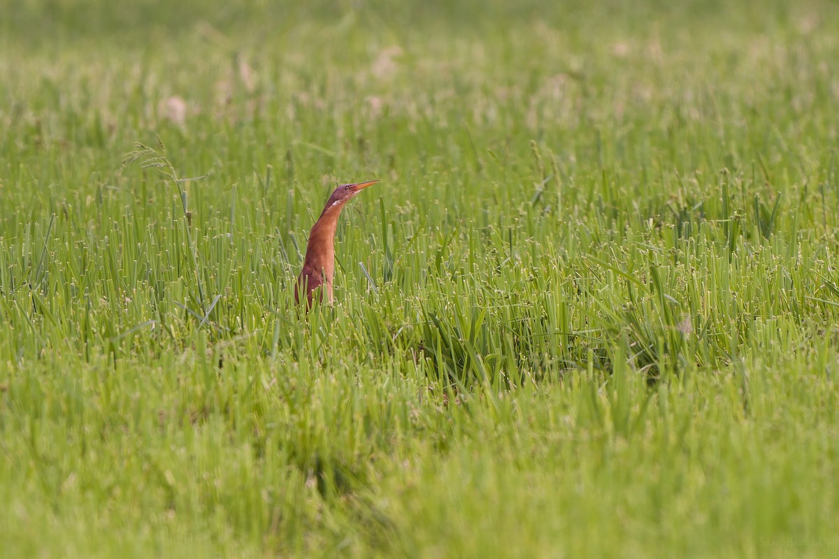 Cinnamon Bittern - ML582789971