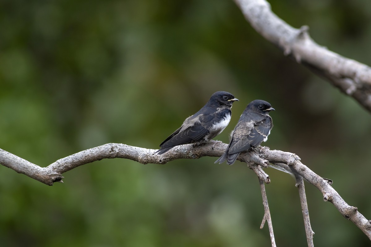 White-banded Swallow - ML582790281