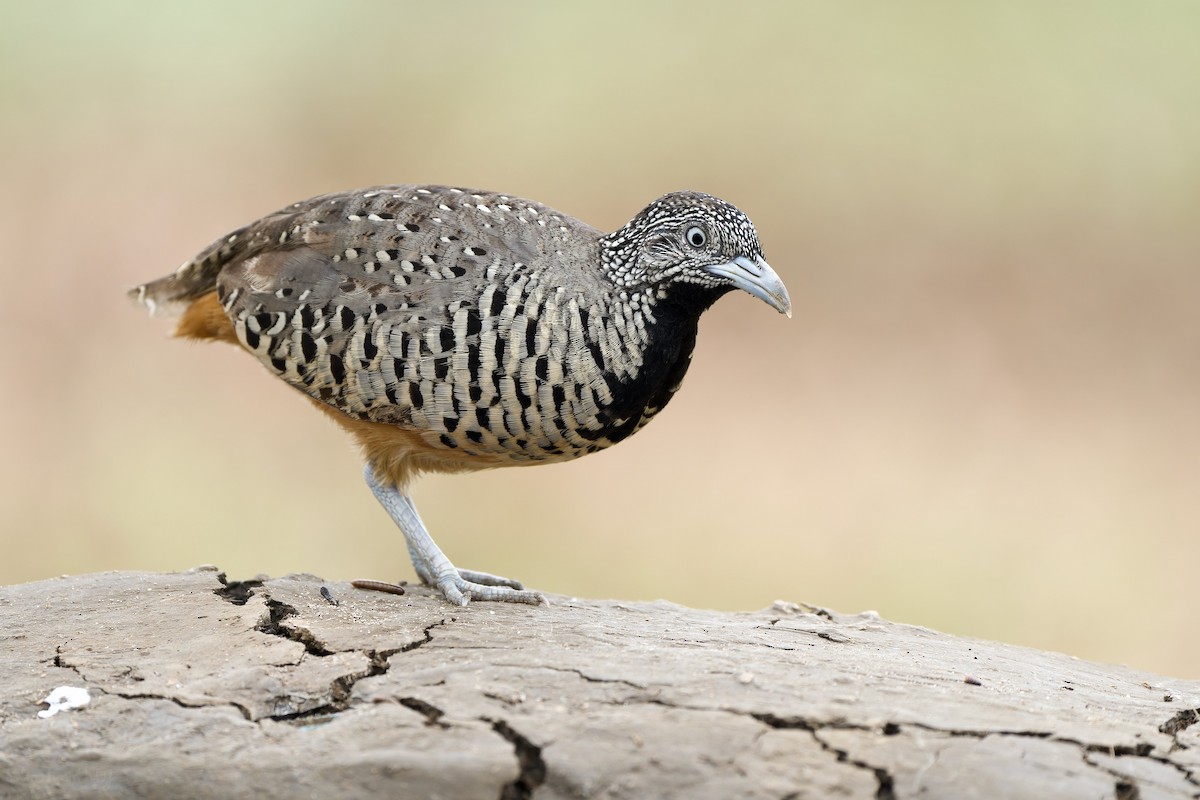 Barred Buttonquail - Sam Hambly