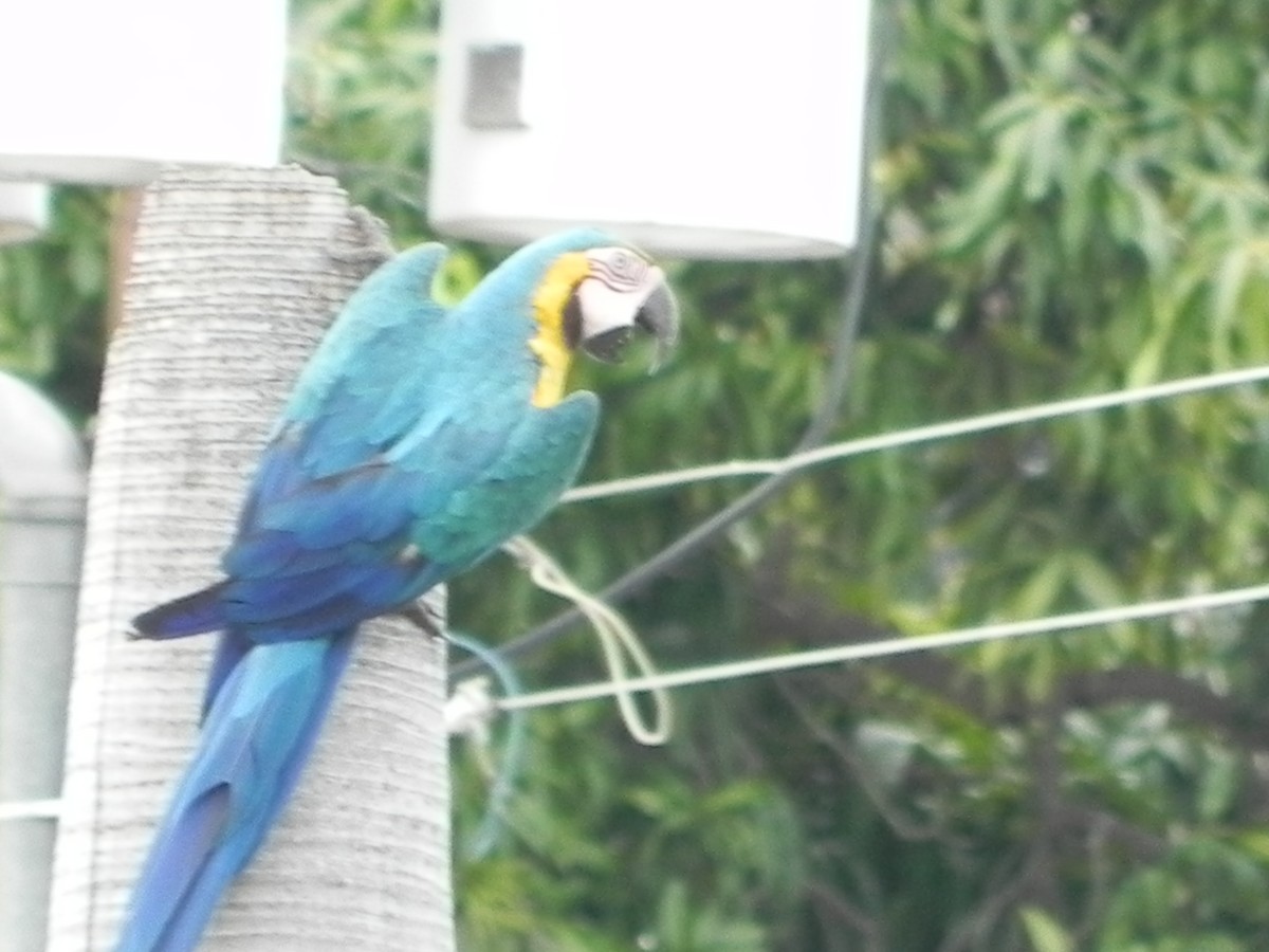 Blue-and-yellow Macaw - ML582791231