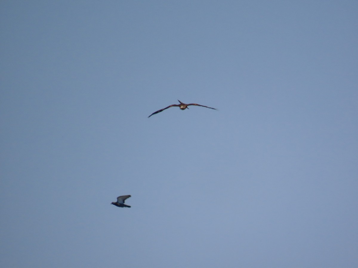 Black Kite - ML582792041