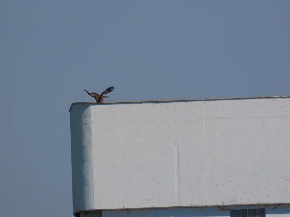 Black Kite - ML582792051