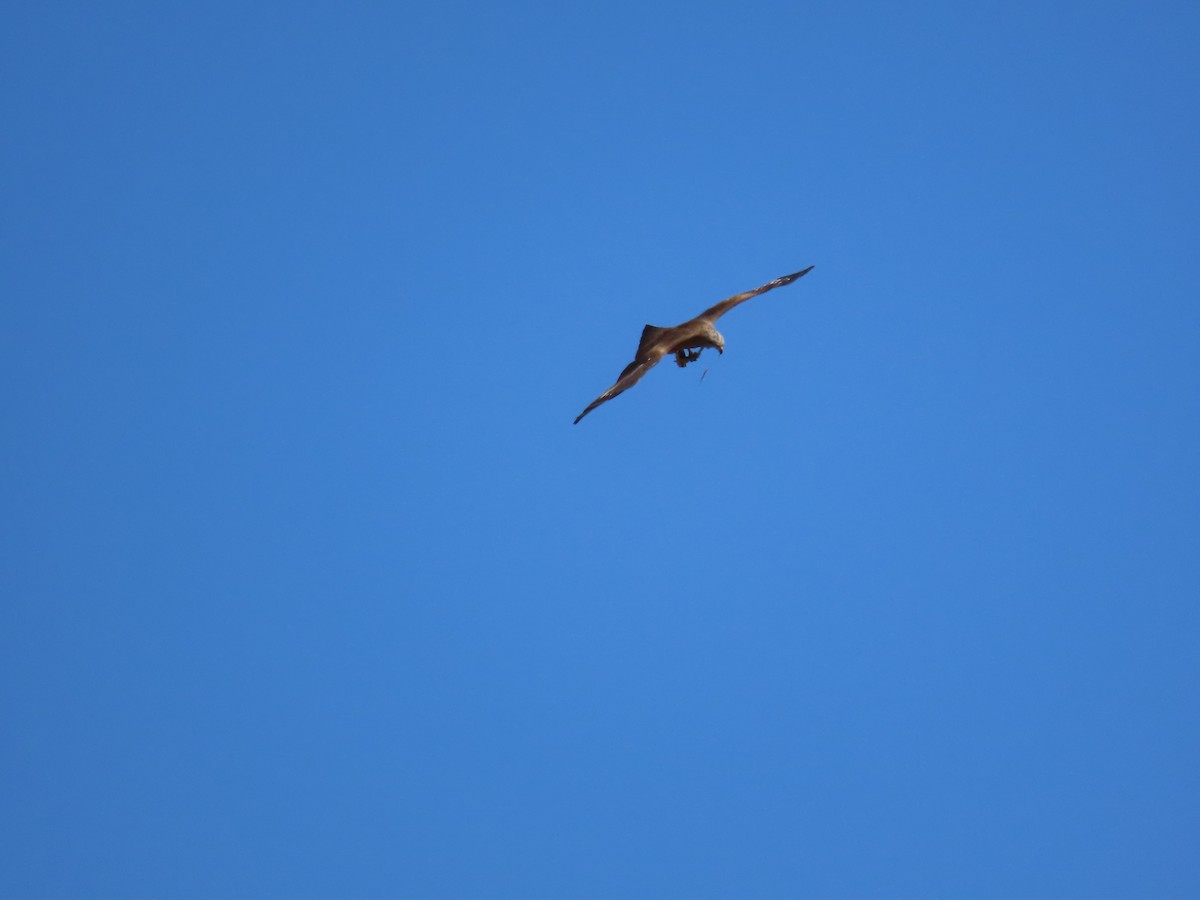 Black Kite - ML582792061