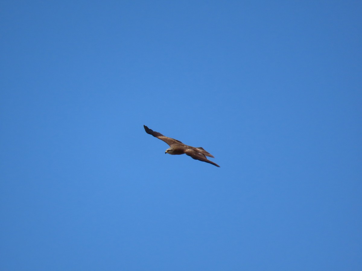 Black Kite - ML582792071