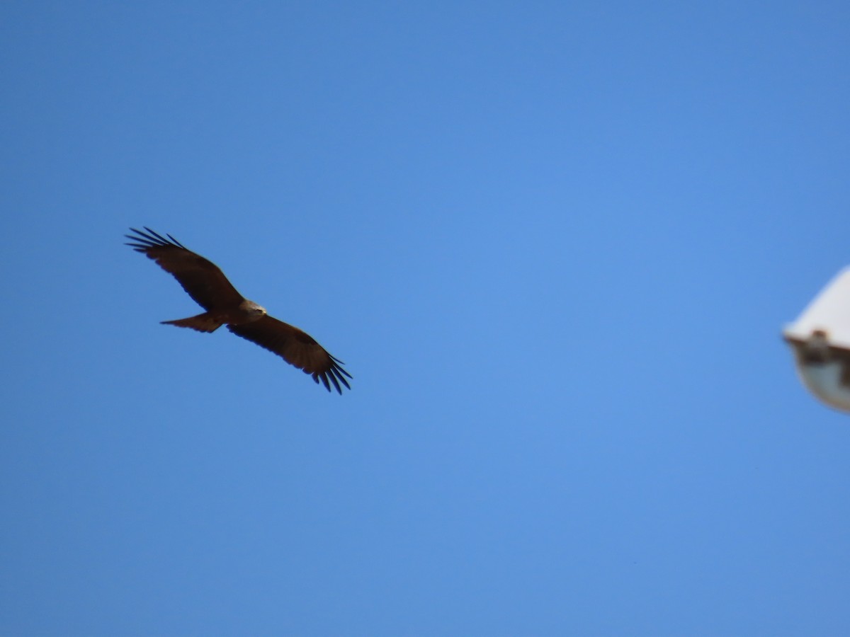 Black Kite - ML582792081