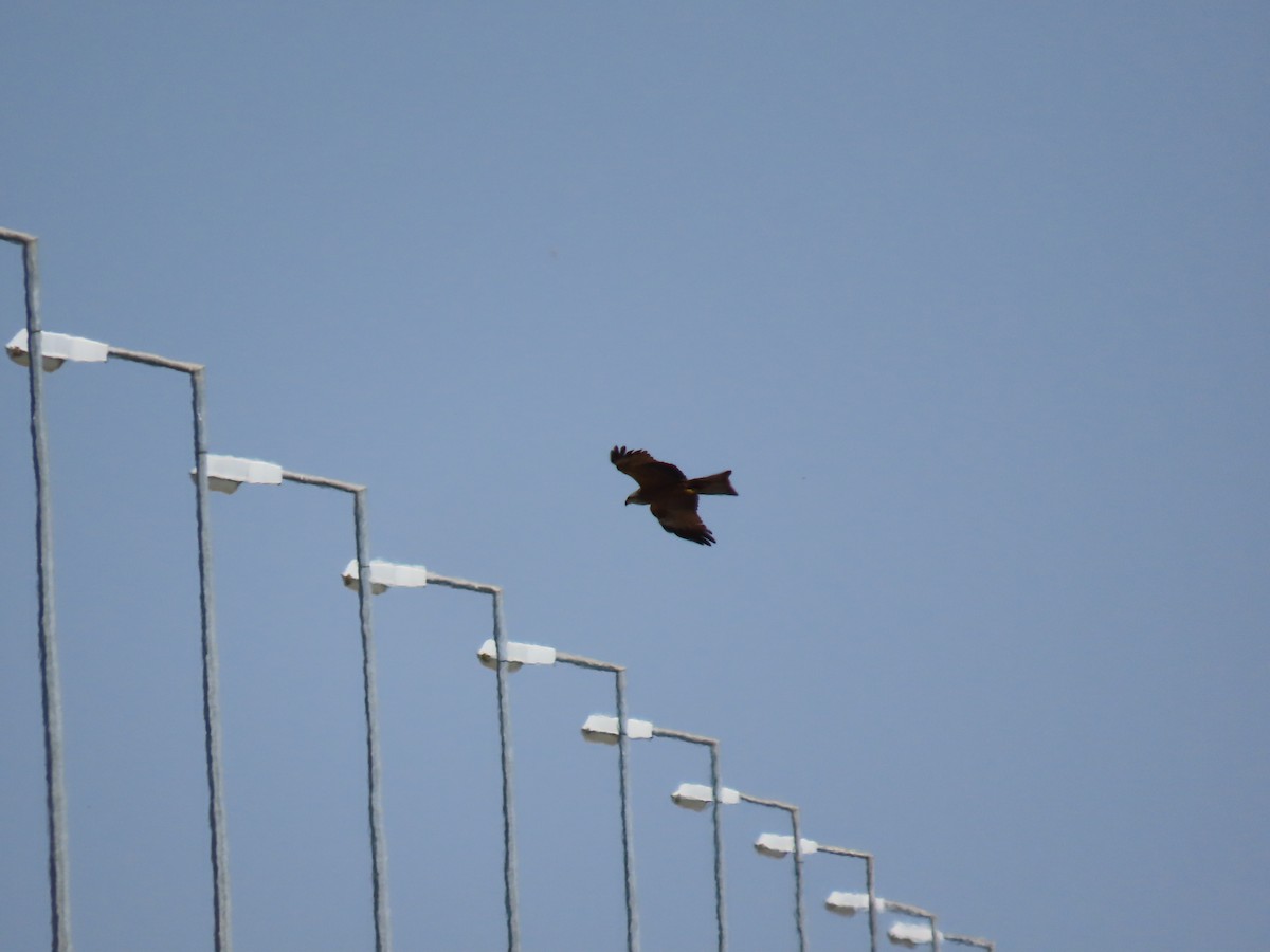 Black Kite - ML582792091