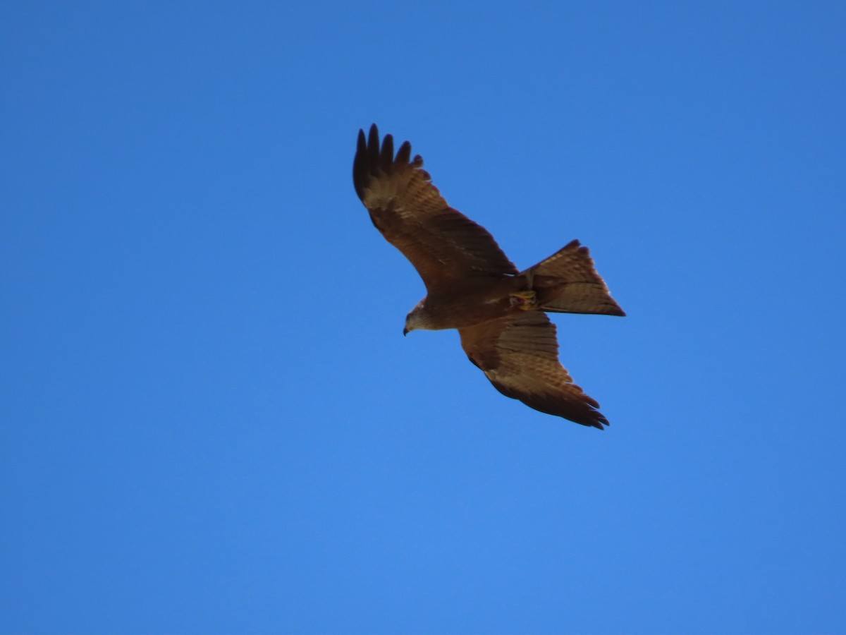 Black Kite - ML582792101