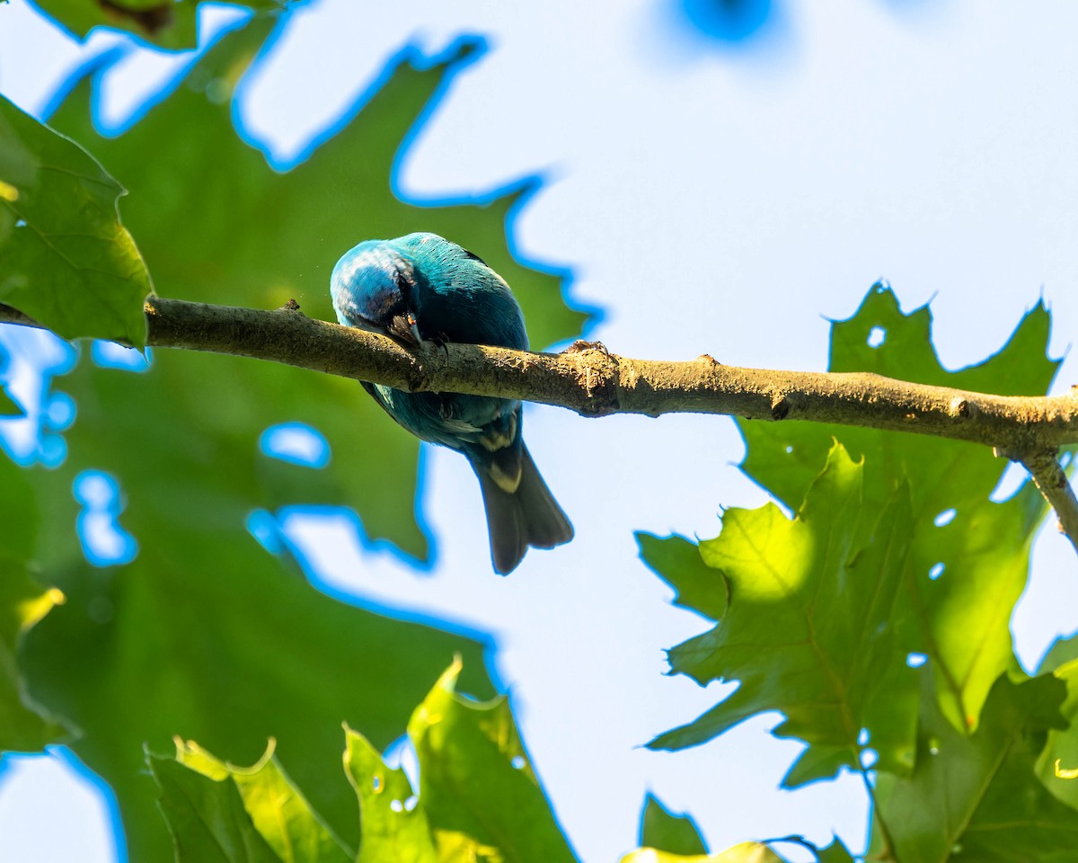 Indigo Bunting - ML582792541