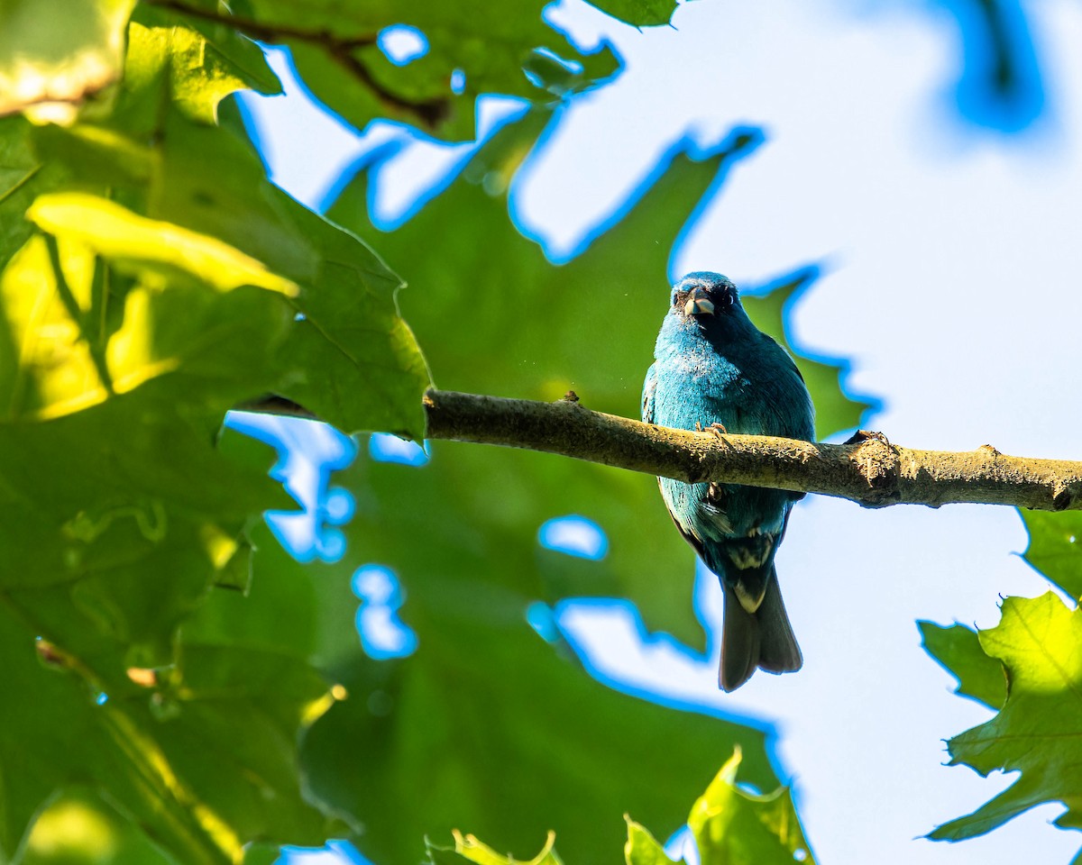 Indigo Bunting - ML582792551