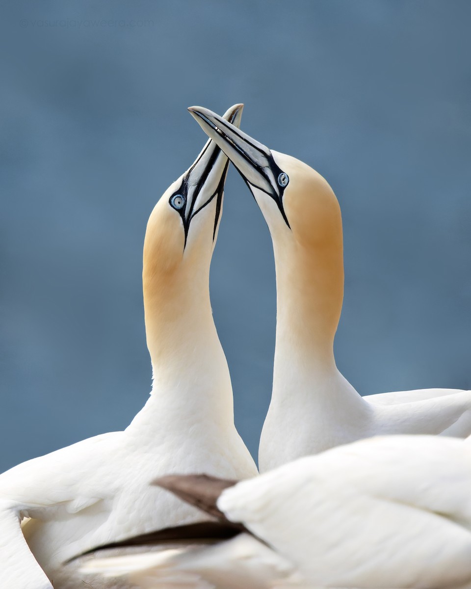 Northern Gannet - ML582792561