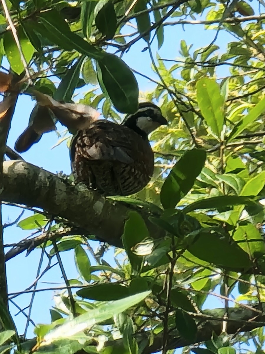 Northern Bobwhite - ML582793051