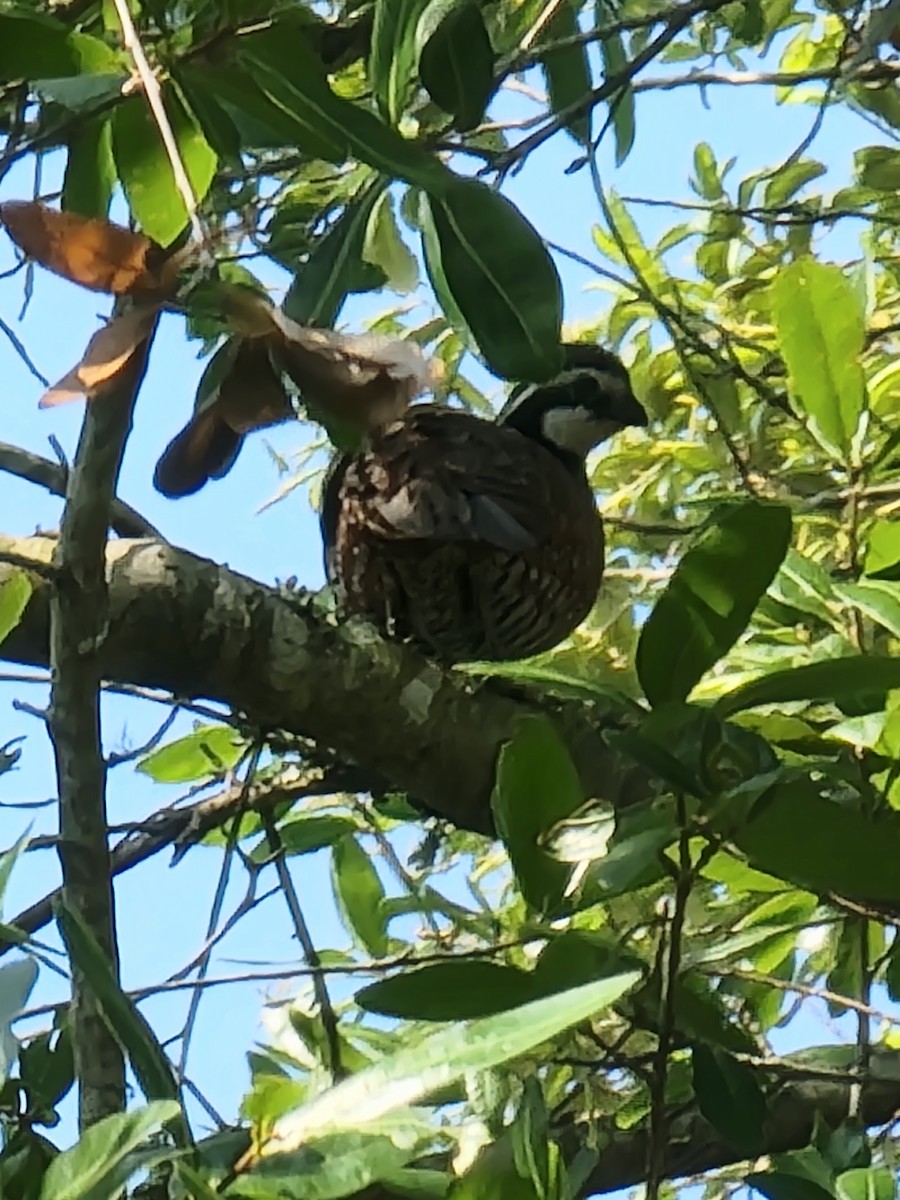 Northern Bobwhite - ML582793061