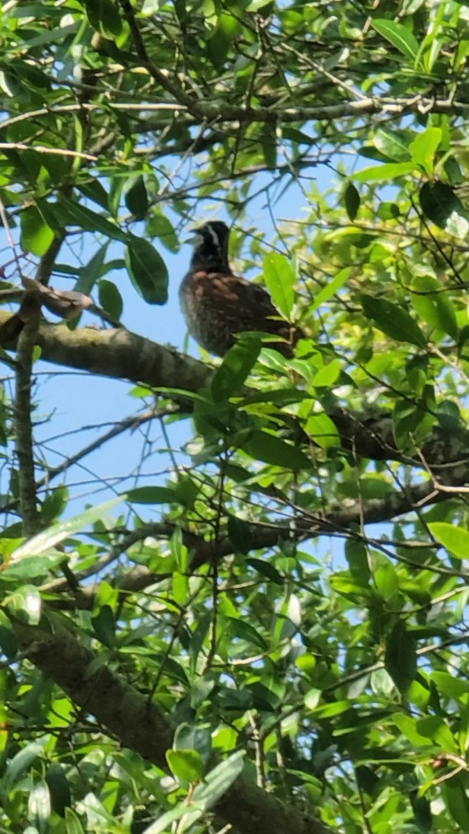 Northern Bobwhite - ML582793071