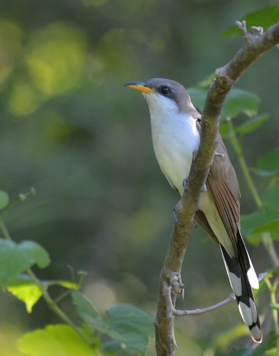 Yellow-billed Cuckoo - ML58279321