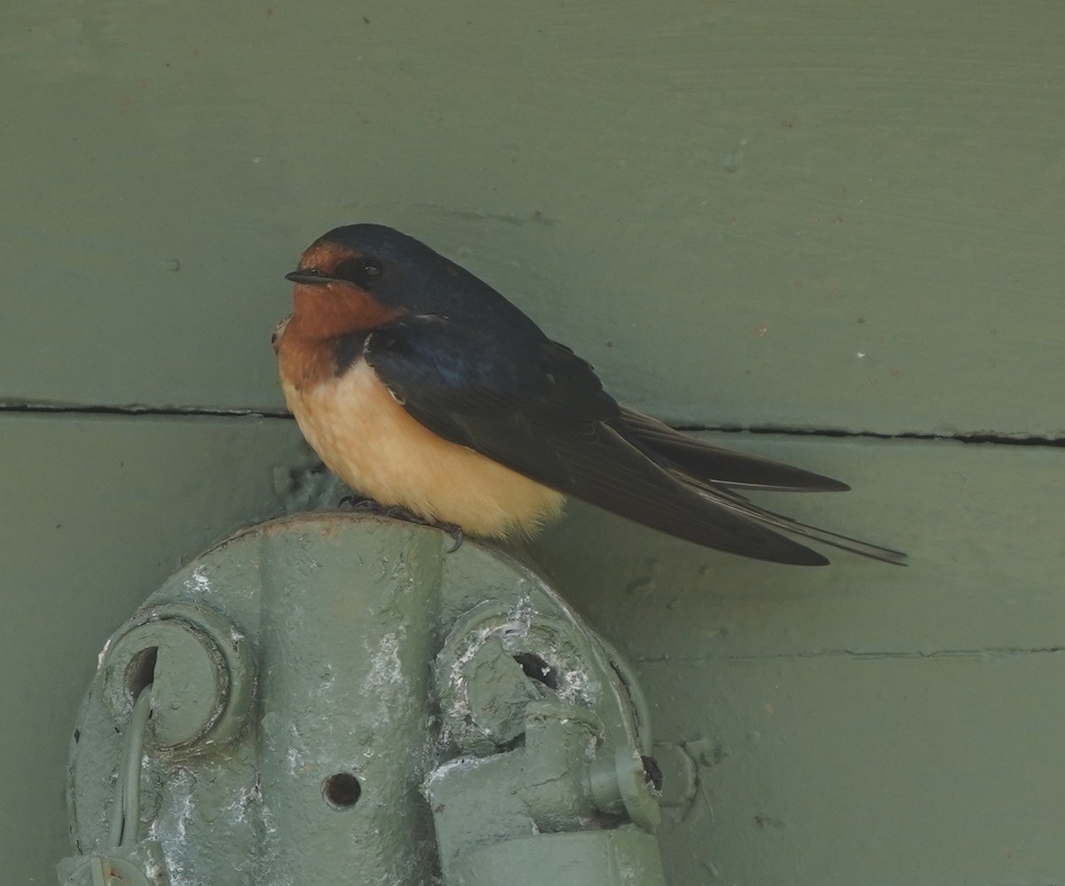 Barn Swallow - ML582797431