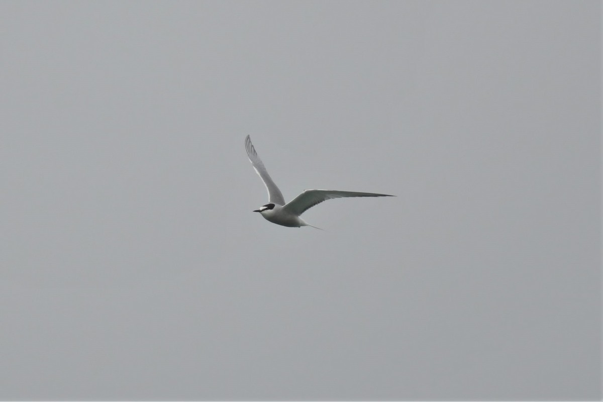 Aleutian Tern - ML582798221